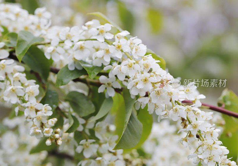 鸟樱桃(Prunus padus)开花